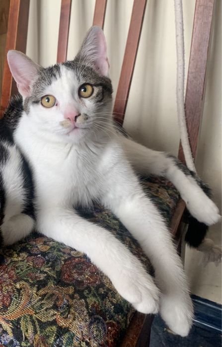 Кошенята британські прямовухі метиси в добрі руки котята британские