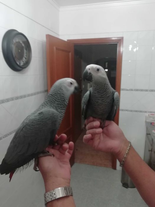 Papagaios Cinzentos de cauda Vermelha