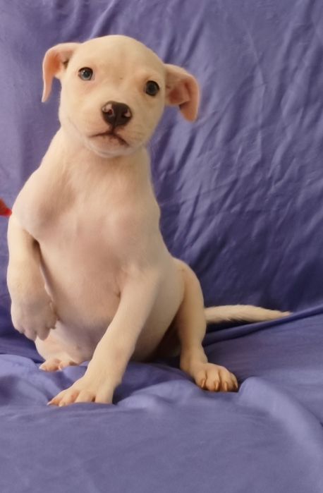 Fêmea American Staffordshire Terrier