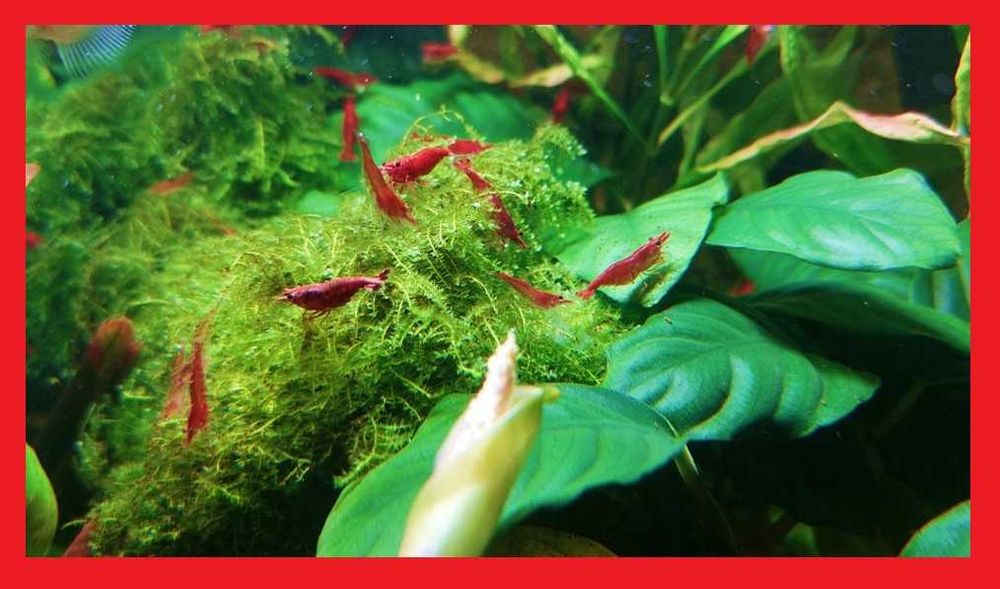 Krewetki Red Cherry (Neocaridina Davidi Var. Red) duże, okazja!