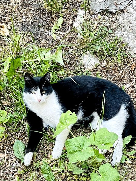 Кастрований котик