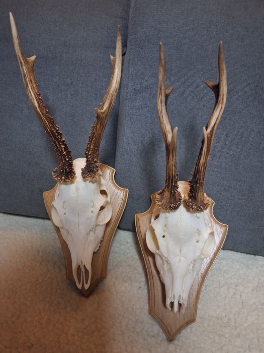 Poroże koziołka Okazja !