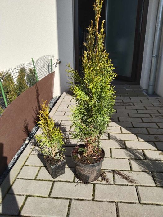 Tuja Szmaragd 25-30cm i 60-75cm