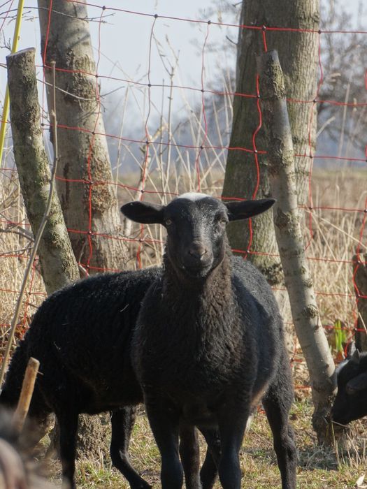 Dwa wykastrowane baranki, młode z tego roku, 6 miesięcy, agroturystyka, zarejestrowane