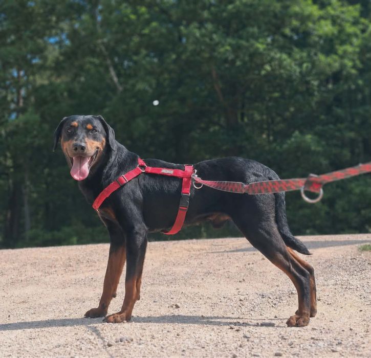 W typie dobermana, Edzio do adopcji