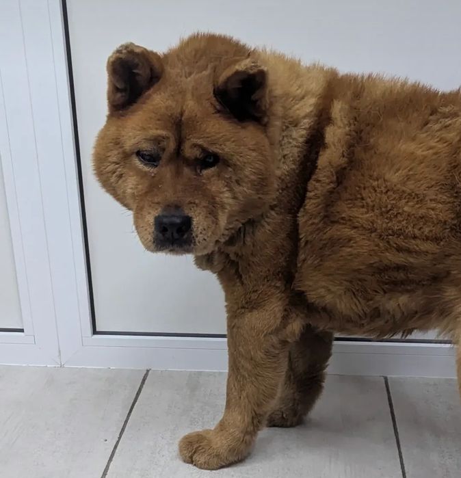 Вінниця! Знайдена собака!