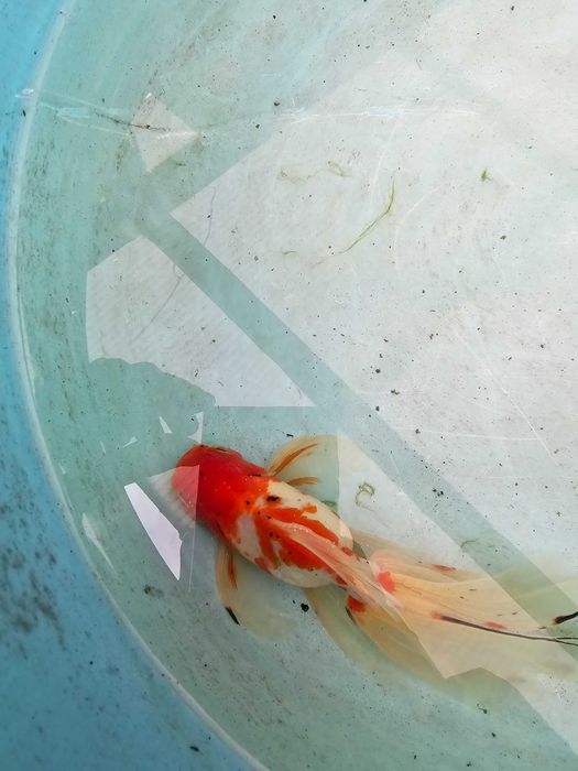 Kinguio oranda de veu