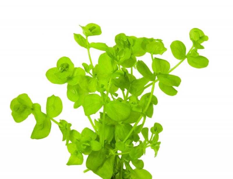 Микрантемум тенистый. Акваріумні рослини