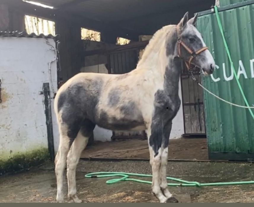 Parelha de eguas malhadas