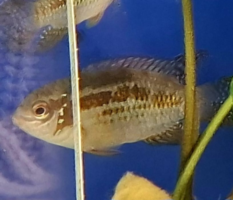 Pielegnica Laetacara  araguaiae  4-5  cm