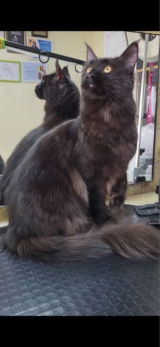 Грумінг котів( без бриття)