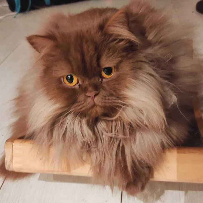 Cat Sitting Margem Sul