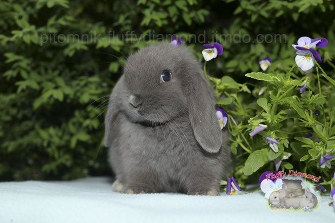 Висловухі кролики з розплідника "Fluffy Diamond" Карликові NHD