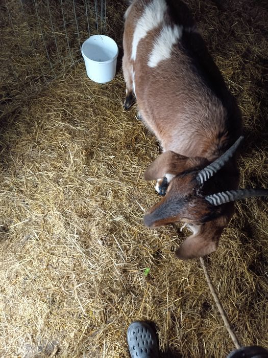 Sprzedam kozę z kwietnia