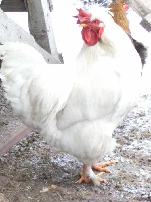 Півень  білий порода султанка 1 рік