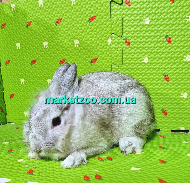 Карликовый мини мiнi mini карликовые кролики шиншилла шиншила