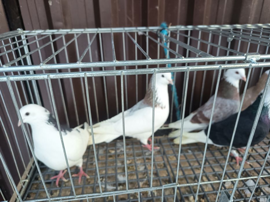 Sprzedam gołębie Czajki i białogłówki