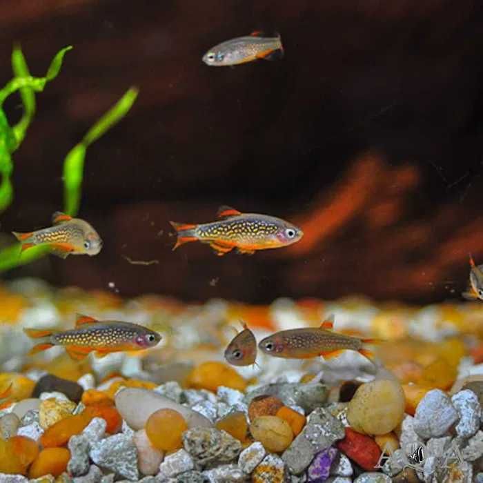 Razbora galaxy Danio margaritatus