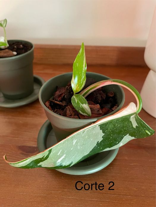 Planta rara philodendron white princess