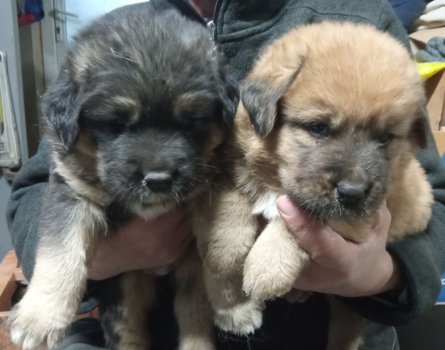 Банхар(монгольська вівчарка)