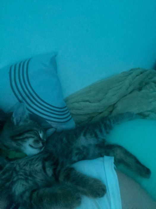 Котенок срочно нужно отдать