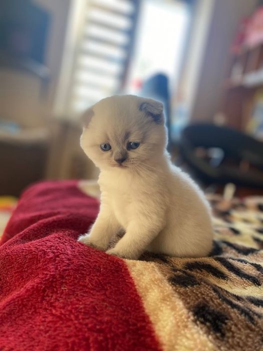 Продам шотландца