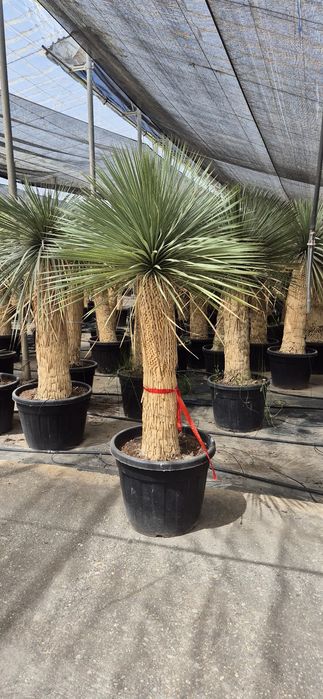 Yucca rostrata.  Palma mrozoodporna.  Juka. Trachycarpus fortunei