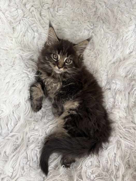 MAINE COON - kotka
