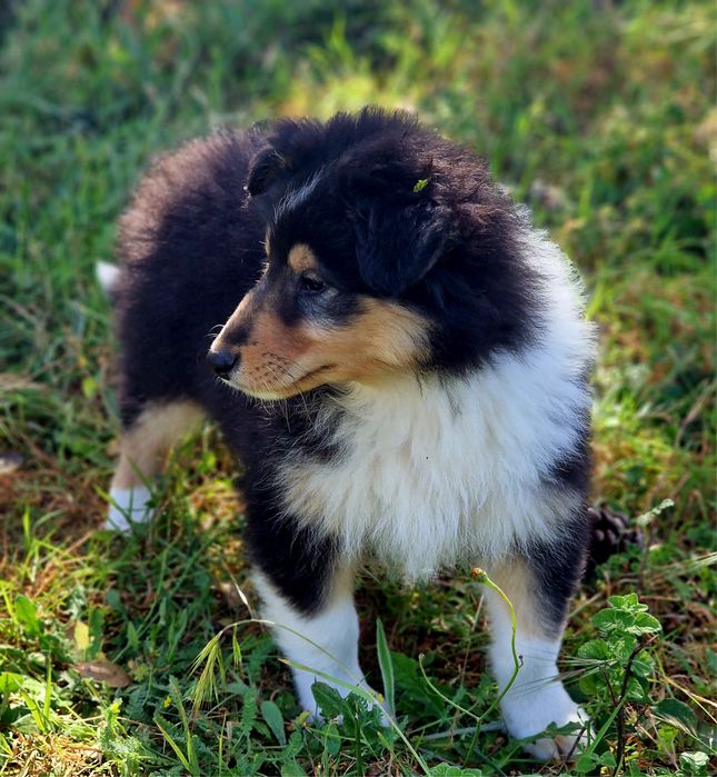 Maravilhosa Lassie - Rough collie’s