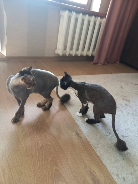 Котоняня Передержка котиков Домашняя гостиница для животных