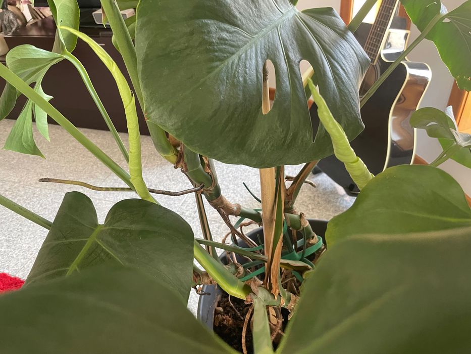 Monstera „Deliciosa“ Grande – Muito Saudável | 130 cm