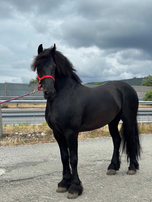 Potro Frísio / Friesien