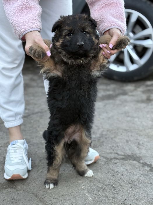 Довгошерстні вівчарки