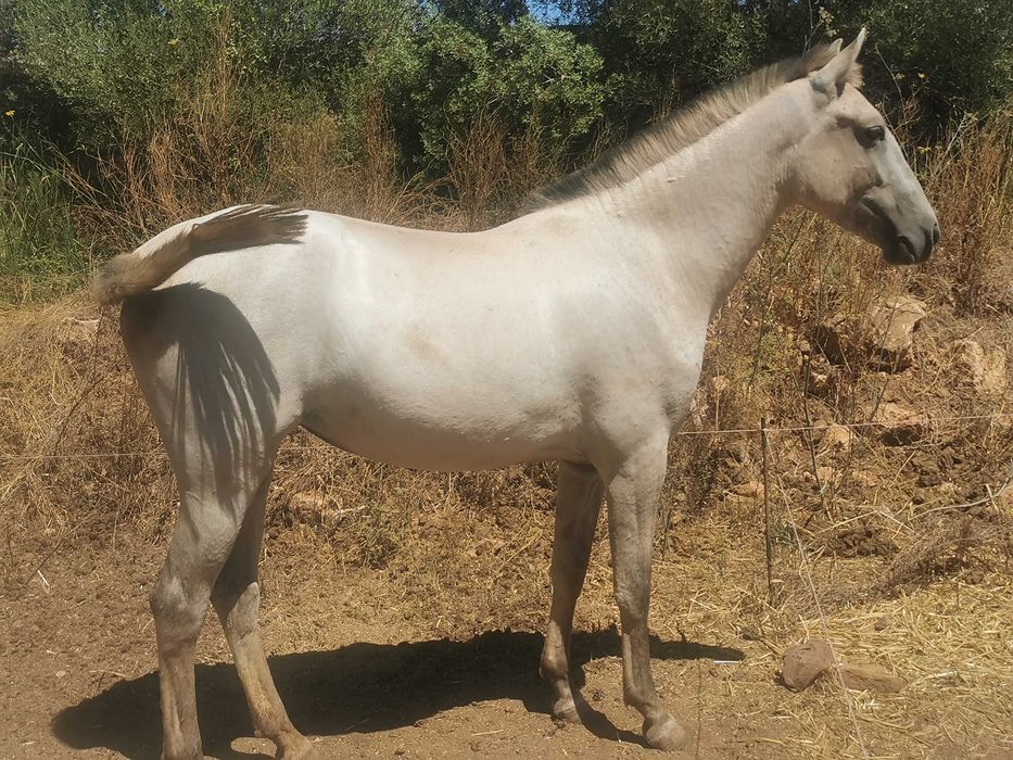 Sorraia x Lusitano lindissima e meiga