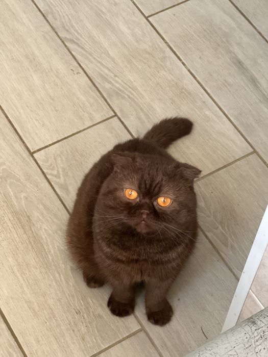 Кицьку на вʼязку