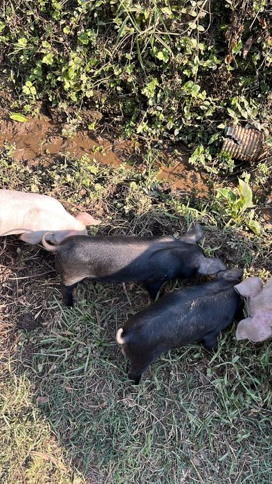 Vendo Leitoes prontos a assar ou para criar