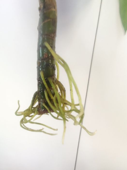 Aglaonema silver Queen