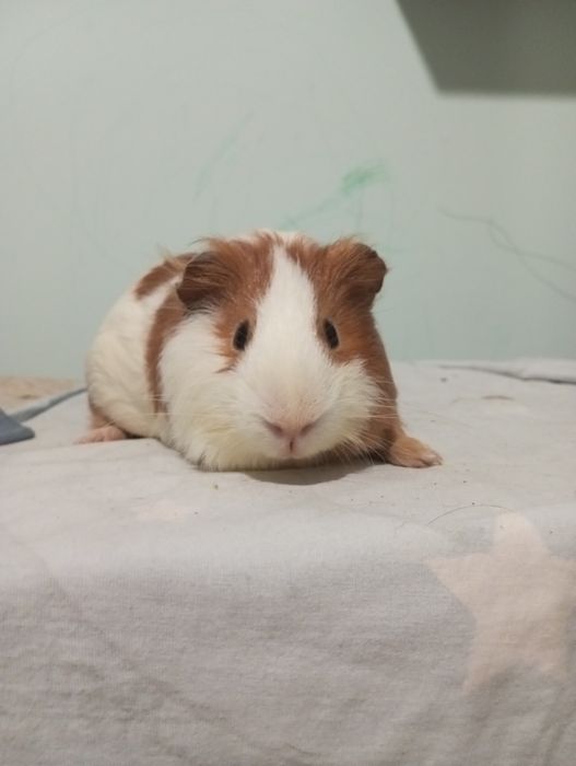 Морська свинка хлопчик