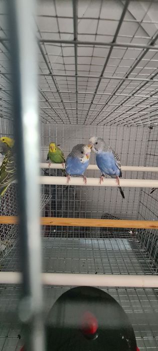 Vendo periquitos australiano