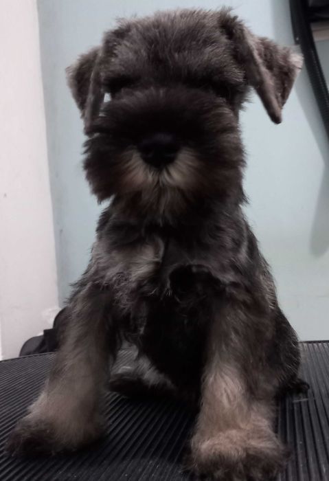 Schnauzer Mini Qualidade Entrega Norte