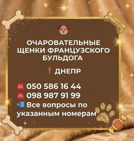 Очаровательные щенки французского бульдога  Днепр, осталась 1 девочка, все вопросы только по указанным номерам на фото