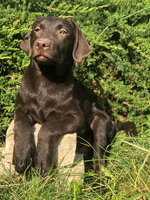 Шоколадные щенки лабрадора