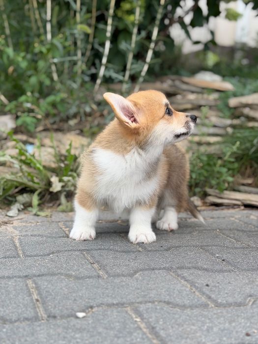Welsh corgi pembroke Fci chłopiec
