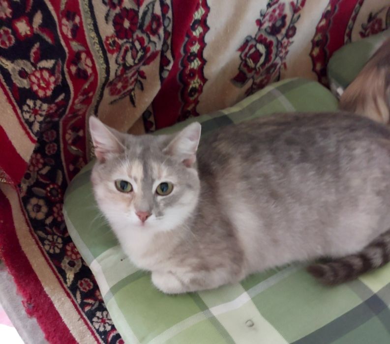 Отдам кошечку Карамелька в добрые ручки.  Котята. Котик.