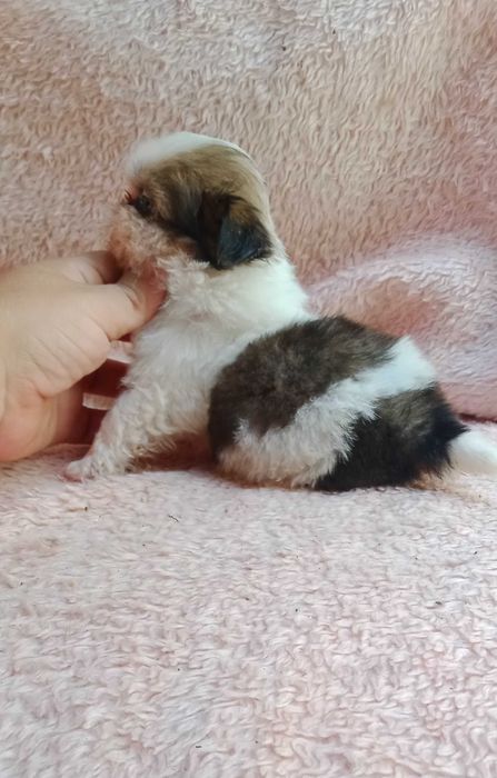 Shih-tzu fêmea mini com LOP
