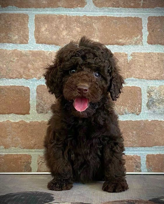 Poodle chocolate
