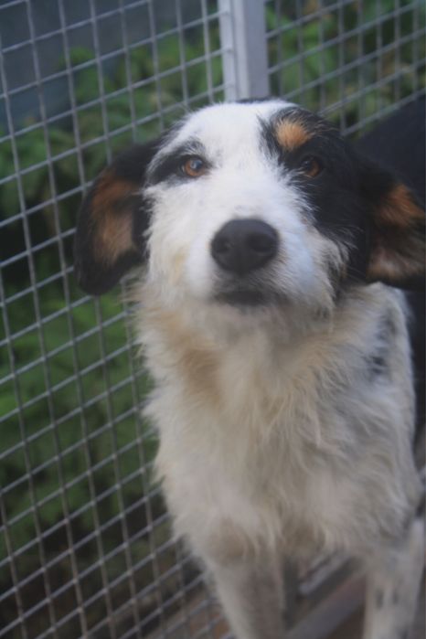 Dogos macho jovem de porte grande