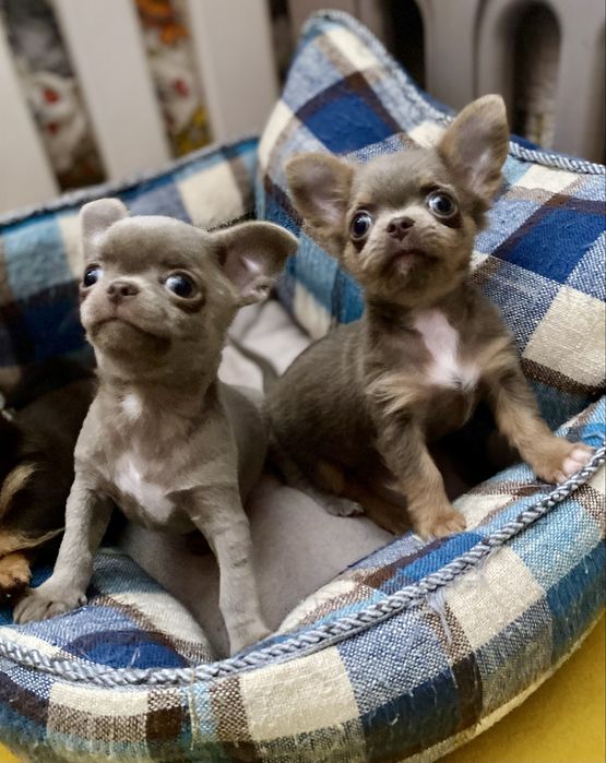 Міні дівчинка лілова шикарна маленька!