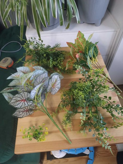 Rośliny do terarium