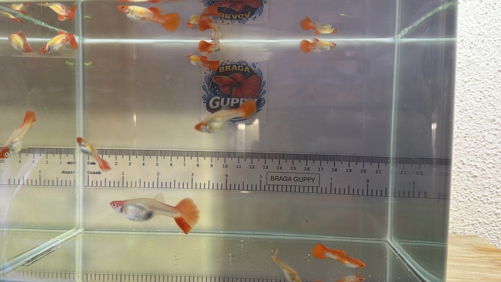 Peixes Ornamentais à Venda – Guppy, Platy e Molinésia